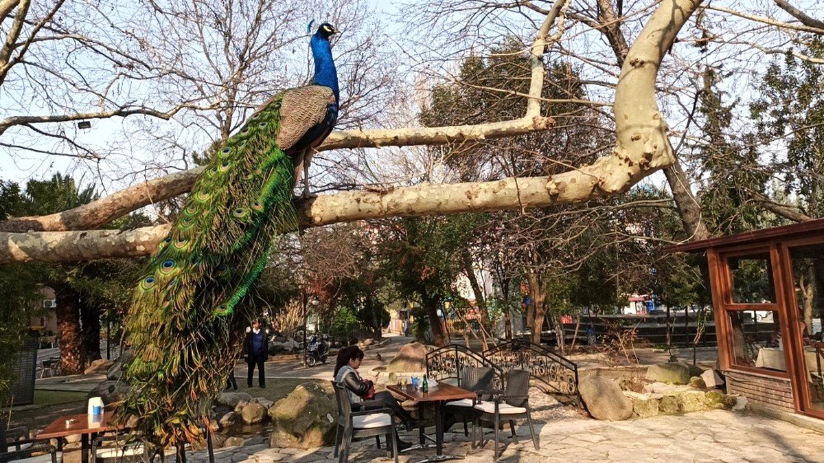 (Özel) Mahalleyi tavus kuşları sardı