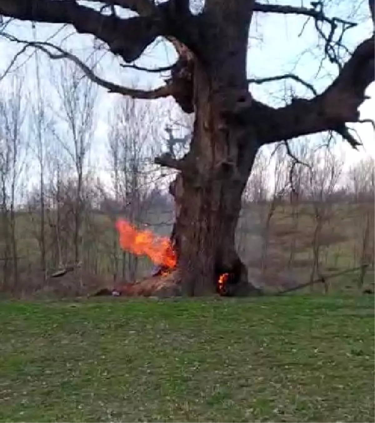 400 yıllık tarihi çınar ağacını yaktılar