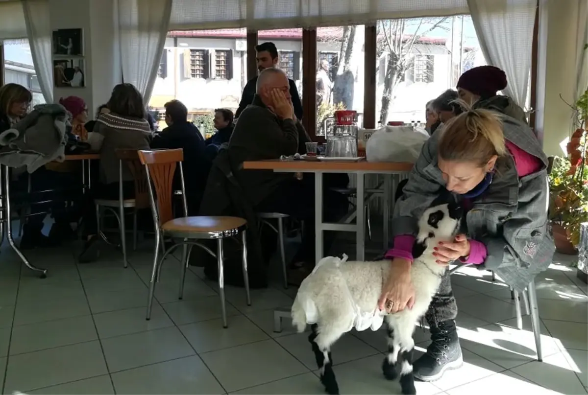 5 günlükken annesini kaybeden sevimli kuzu ilçenin maskotu oldu