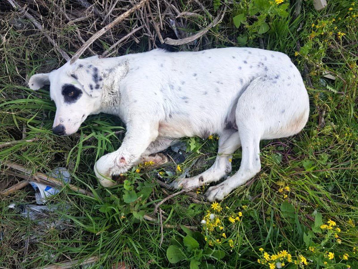 Anne köpeği ayağından vurdular