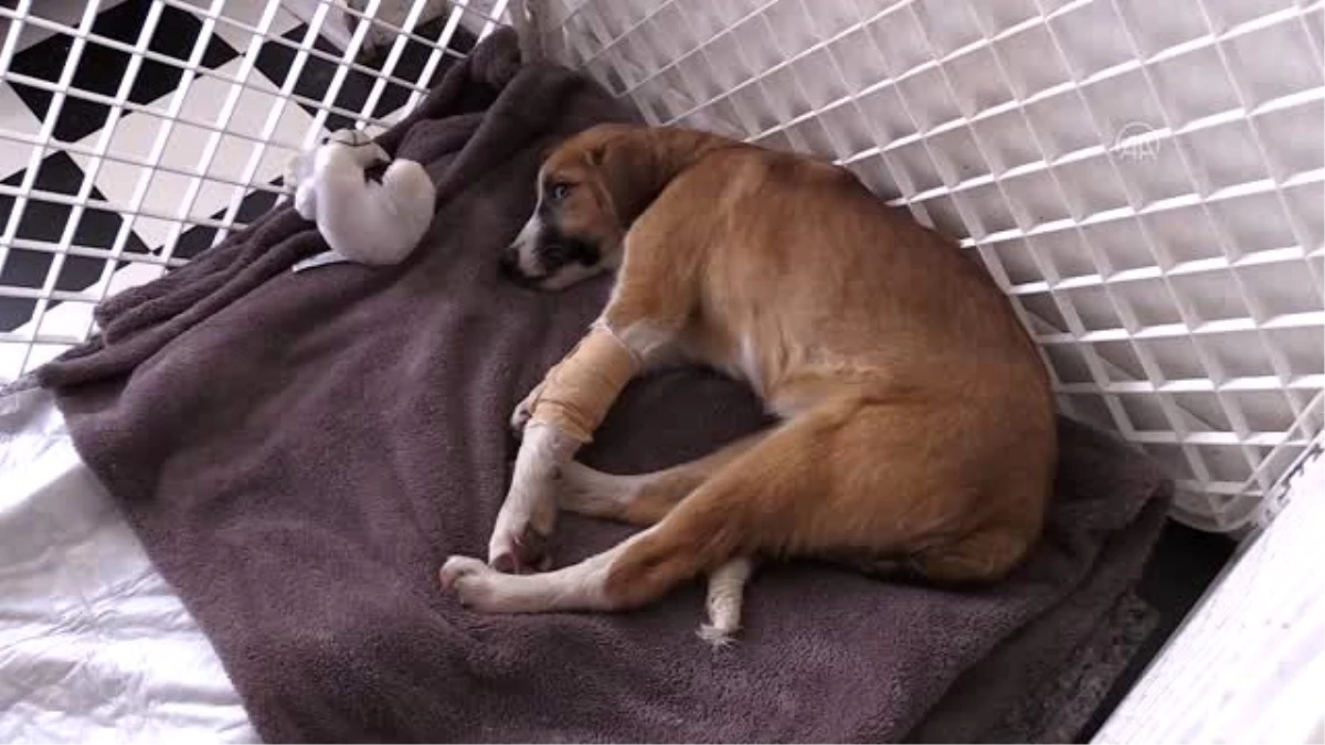(ARŞİV) Okullu köpek "Fındık" yaşam mücadelesini kaybetti (2)