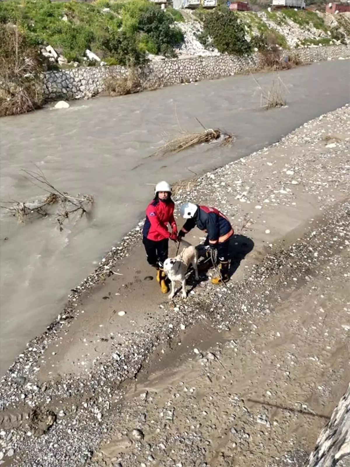 Mersin\'de derede mahsur kalan köpeği itfaiye kurtardı