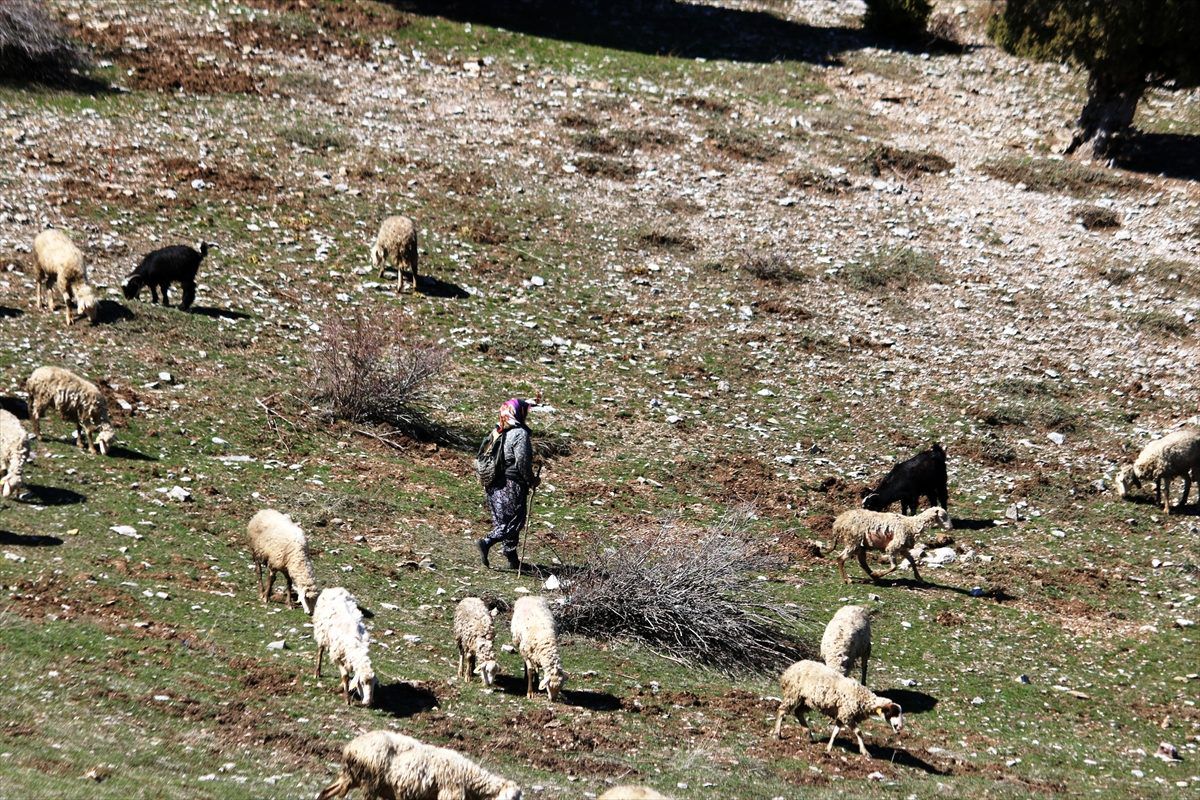 Oğlu ile Toroslar\'da koyun sürüsü otlatan kadın ailesinin geçimini sağlıyor