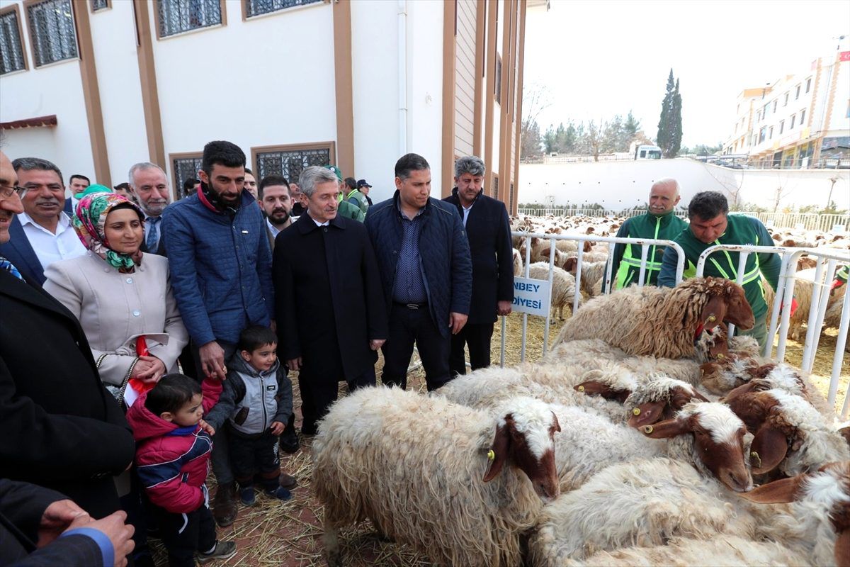 Şahinbey Belediyesi 248 aileye büyükbaş ve küçükbaş hayvan hibe etti