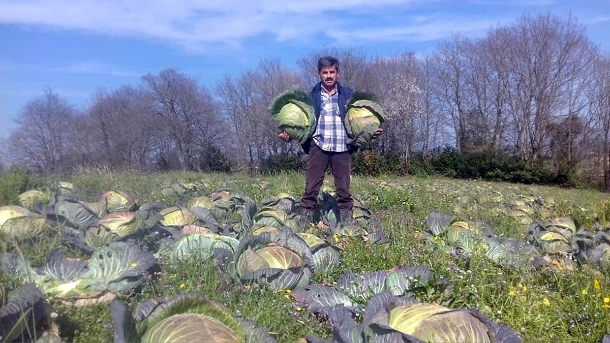 Sakarya\'da lahana fiyatları çiftçinin yüzünü güldürmedi