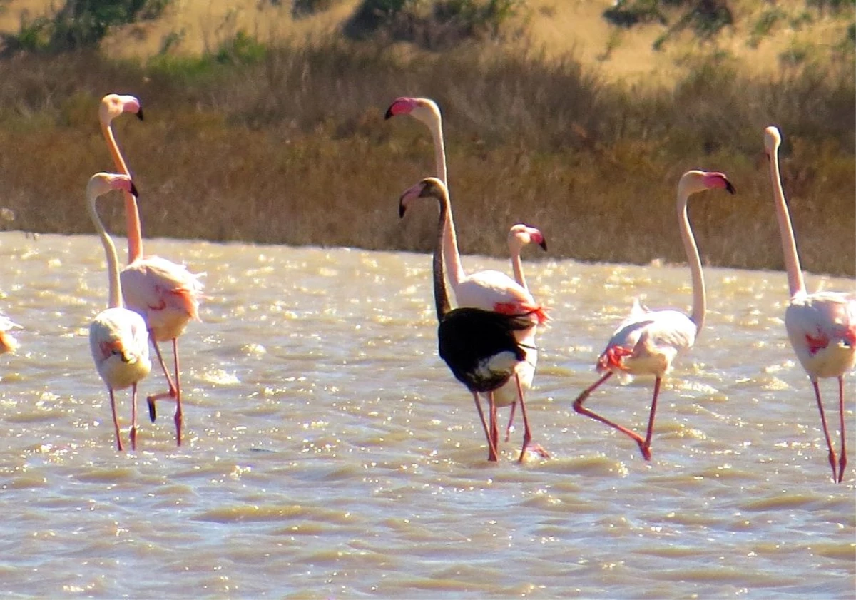 Siyah flamingo tekrardan Türkiye\'de