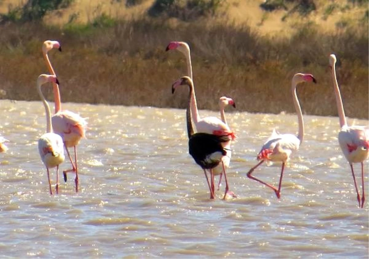 Siyah flamingo, Türkiye\'de 3 yıl sonra görüldü