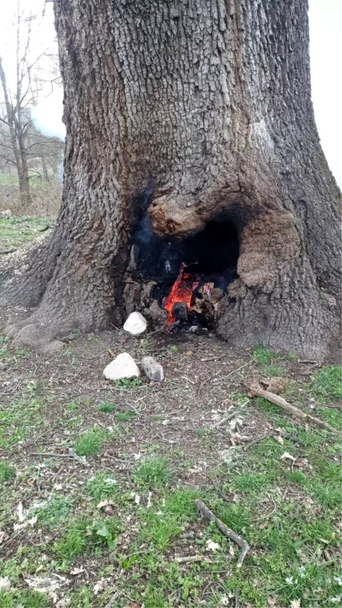 Tarihî çınar ağacı alevlere teslim oldu