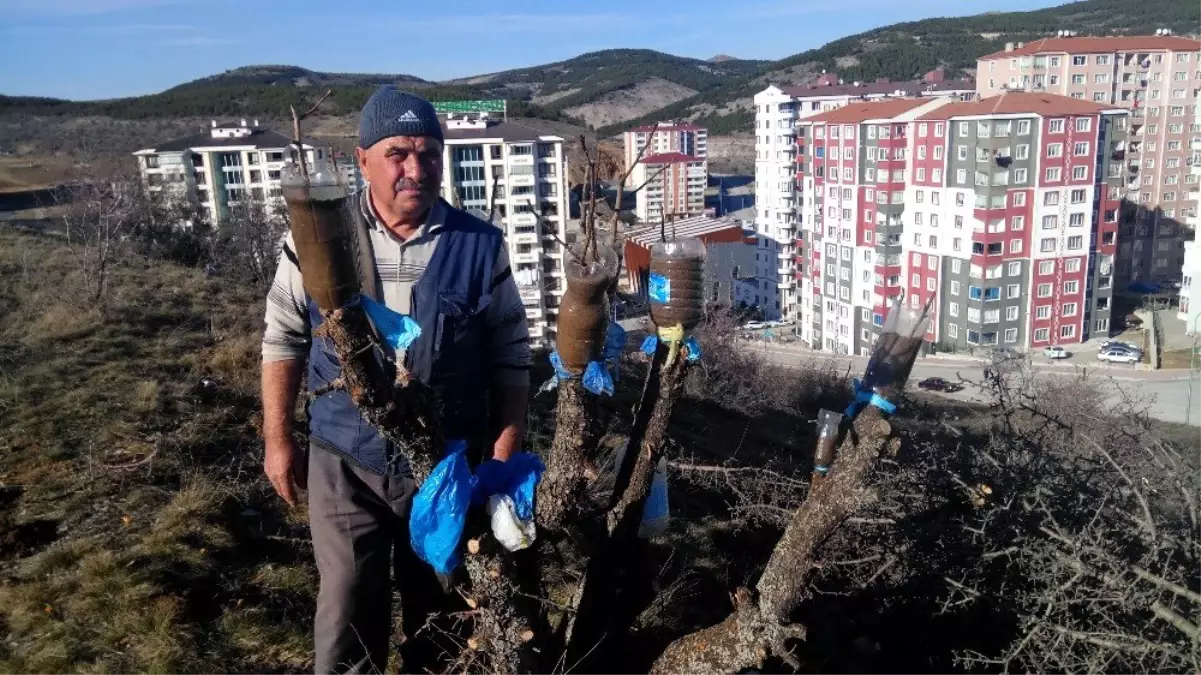 Ahlat ağaçlarına hayrına meyve aşılıyor