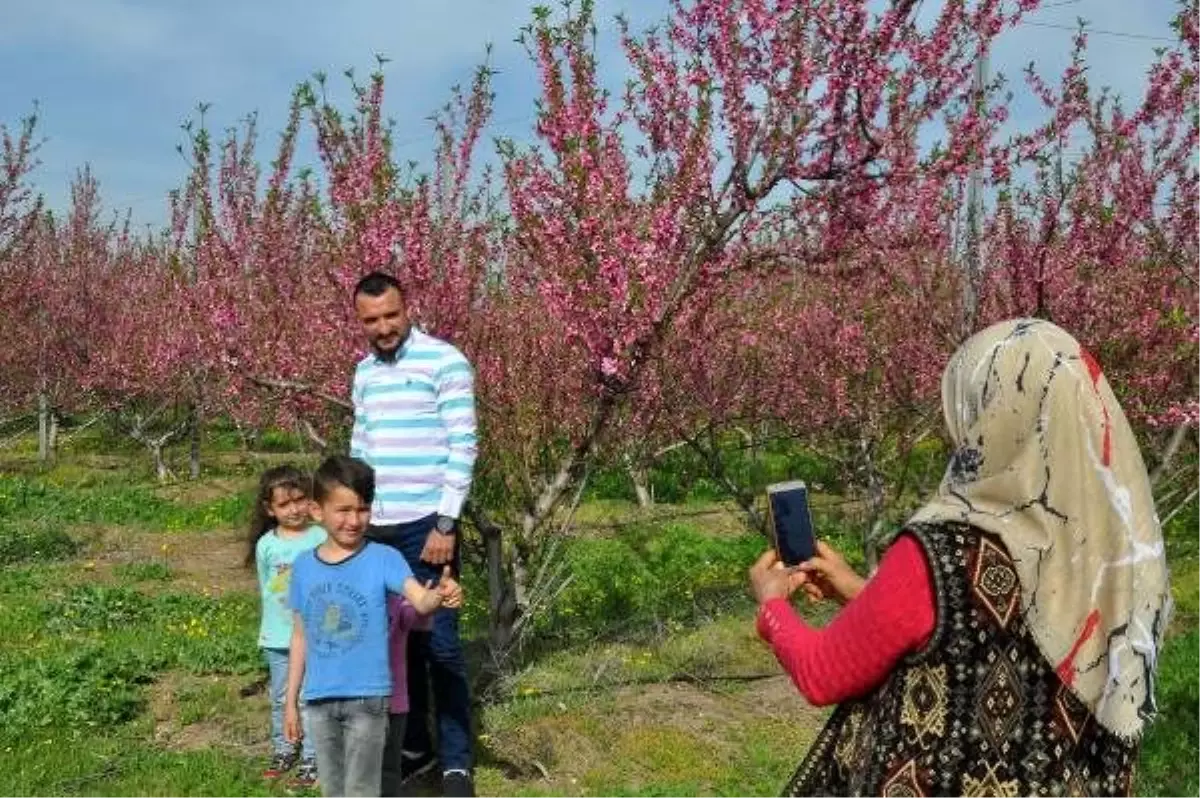 Amik Ovası, baharın gelişiyle rengarenk oldu