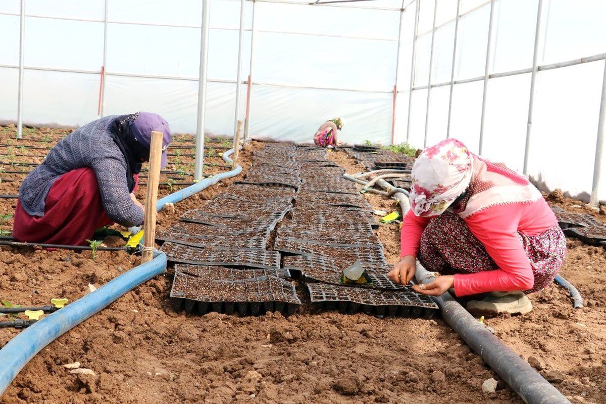 Doğu\'nun seracılık merkezi Şanlıurfa oluyor