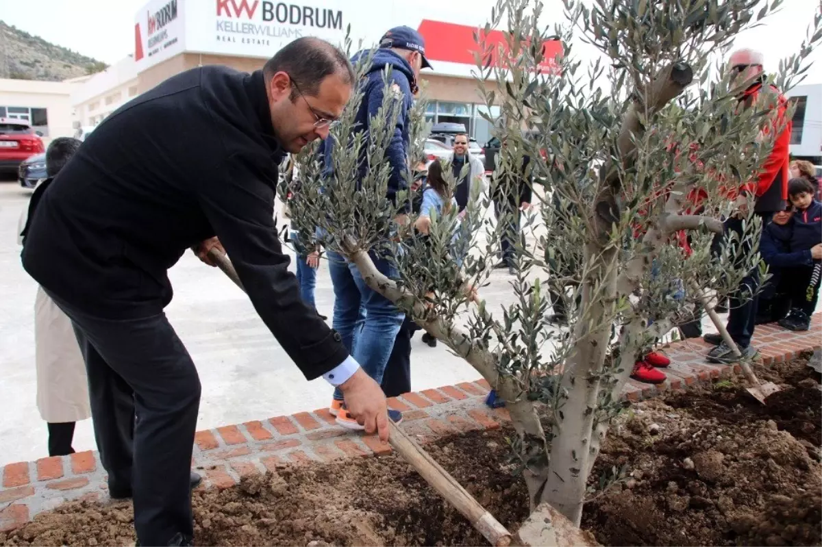 Totemin yerini zeytin ağaçları aldı