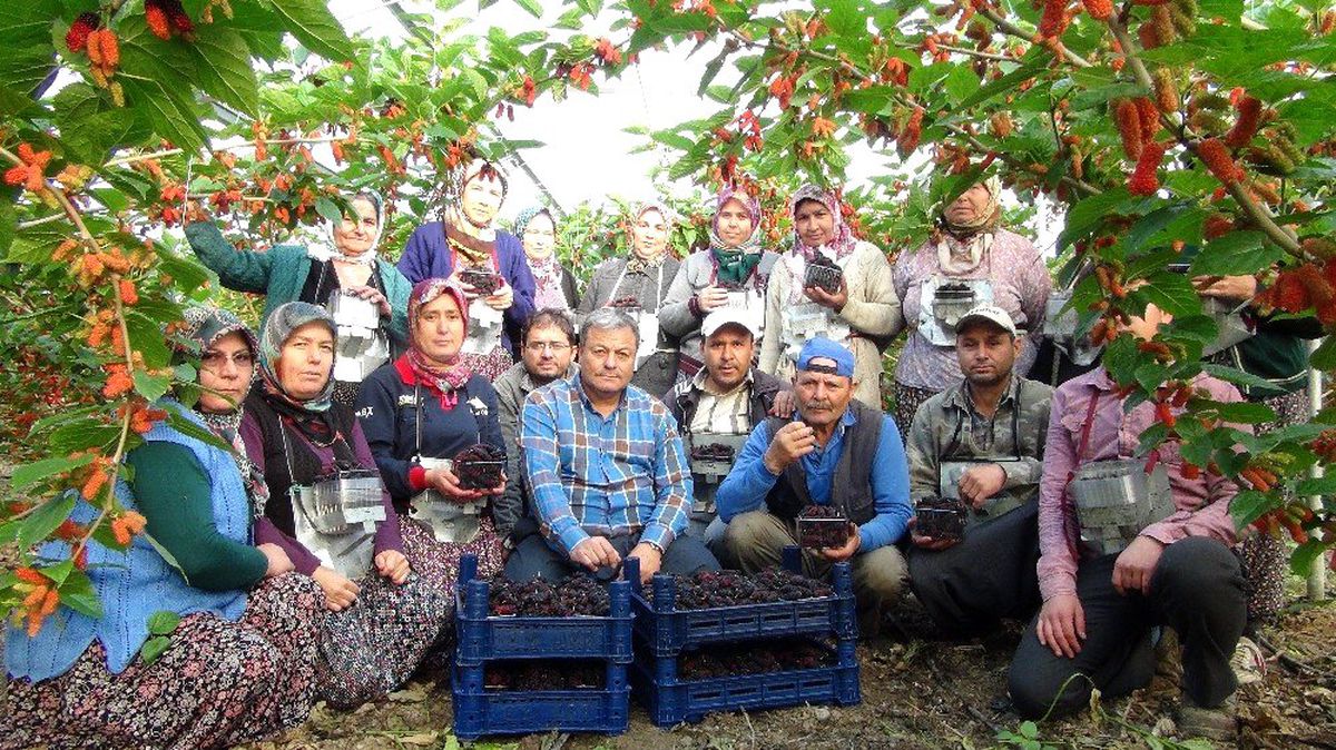 Türkiye\'de yılın ilk karadut hasadı Silifke\'de başladı