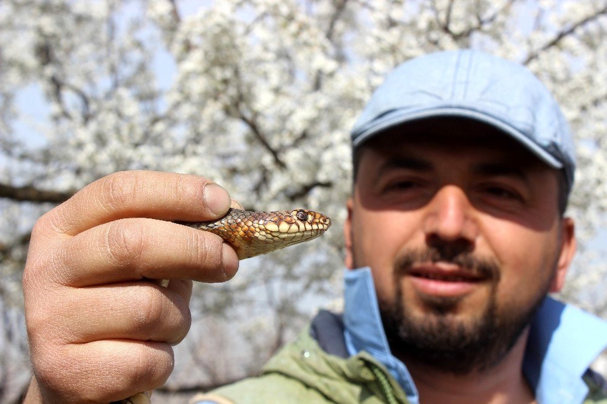 Doğaya çıkacaklar dikkat...Yılanlar bu yıl erken uyandı