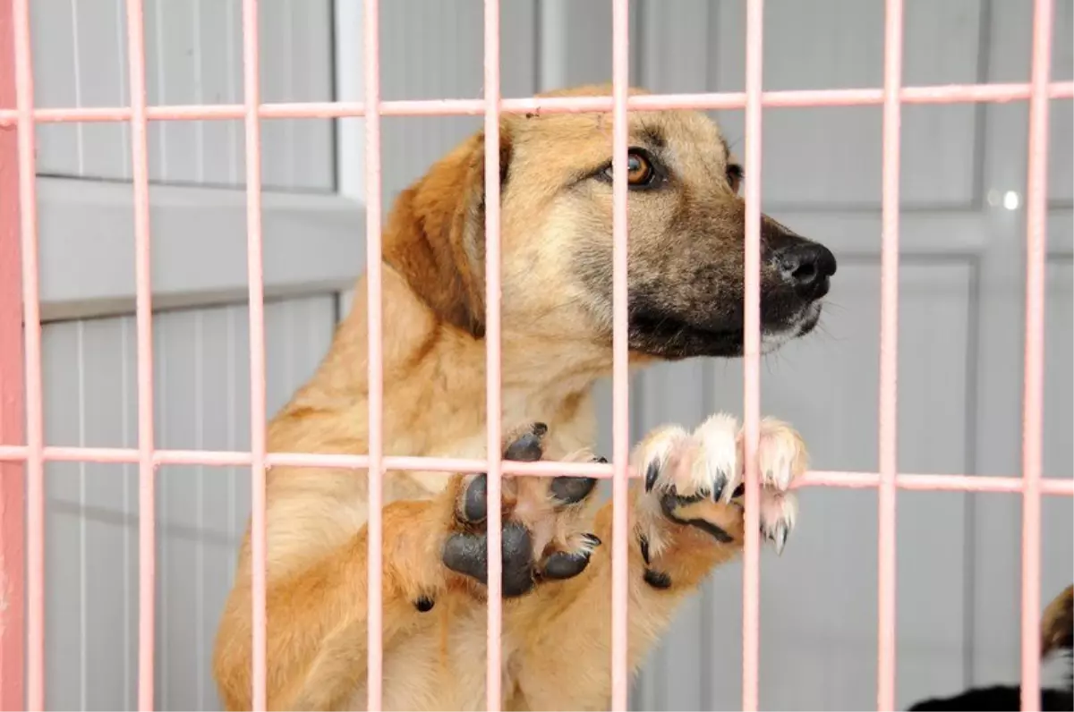 Köpeklerde gençlik hastalığına dikkat