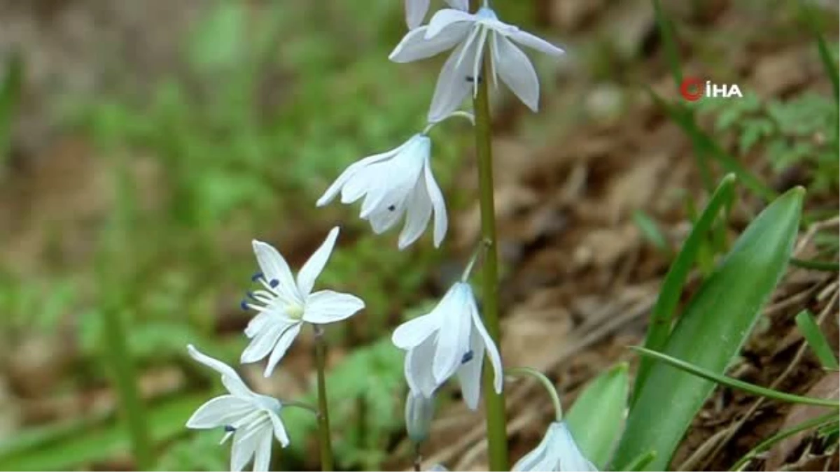 Ünlü botanikçi Hakkari\'de endemik bir bitki türü keşfetti