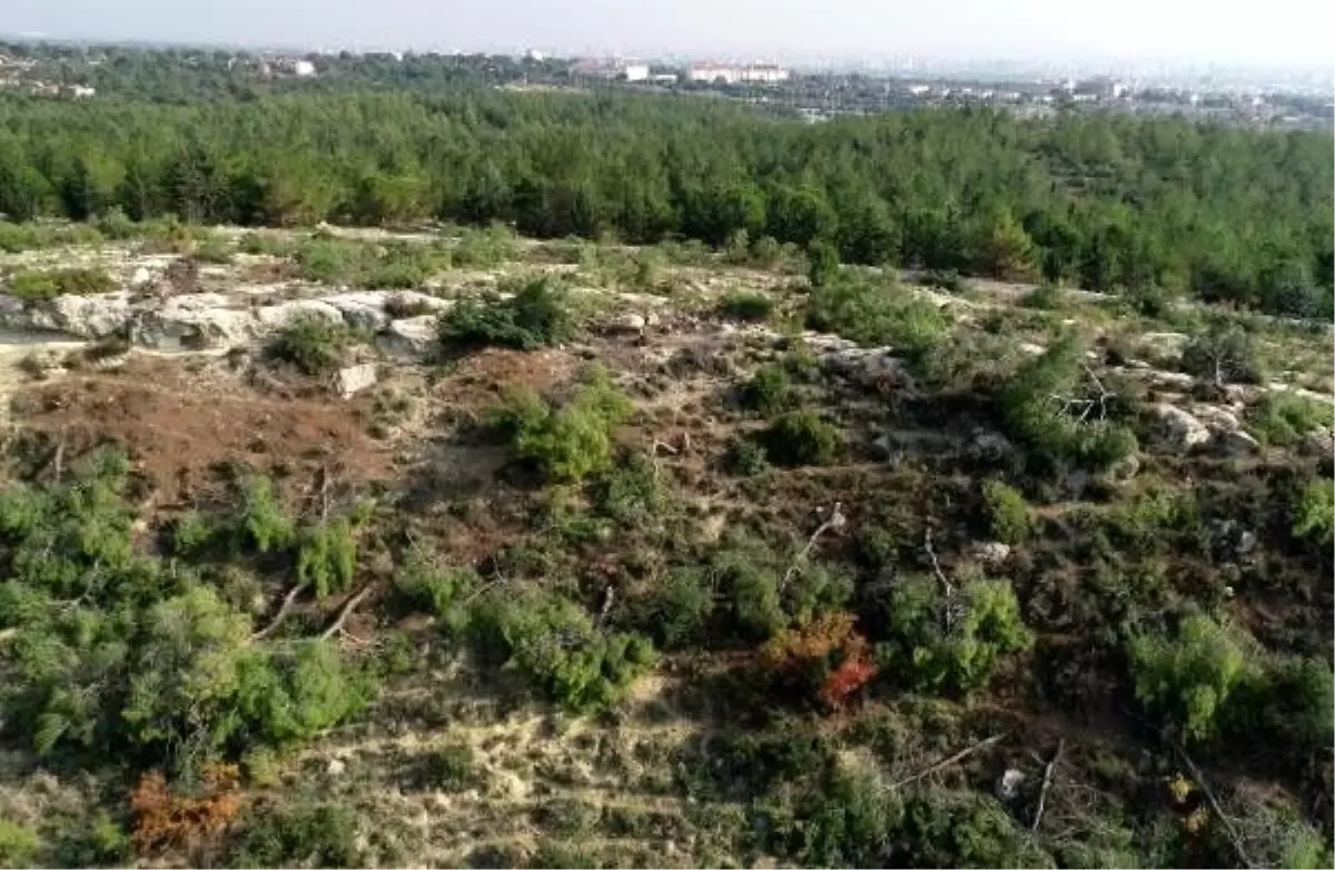 1511 ağacın kesilmesiyle ilgili 4 şüpheli daha yakalandı