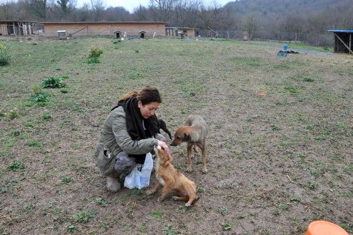 500 köpeğe baktığı barınak için yıkım kararı geldi