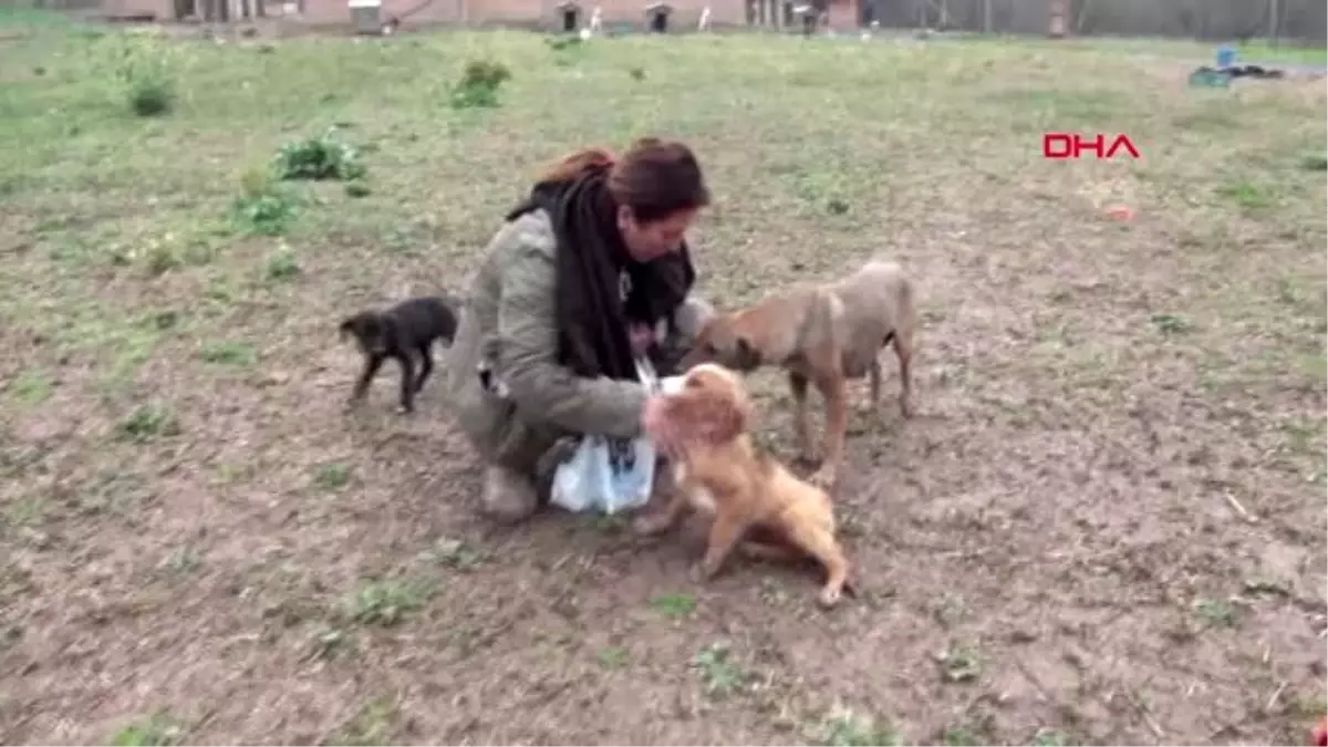 500 köpeğe baktığı barınak için yıkım kararı geldi