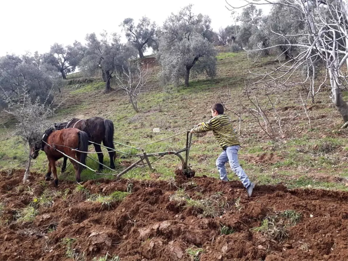 Ege\'de çiftçiler tarlaya indi