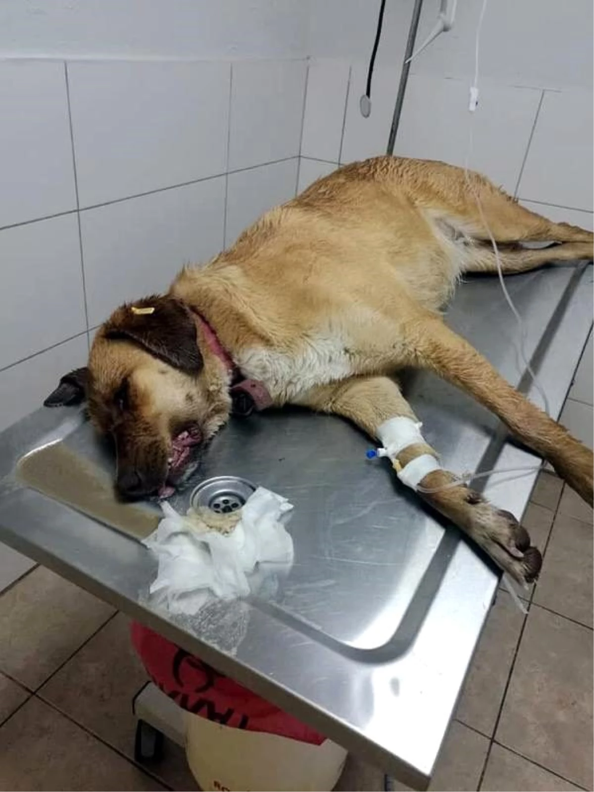 Finike\'de ölü bulunan 7 köpekte zehirlenme şüphesi