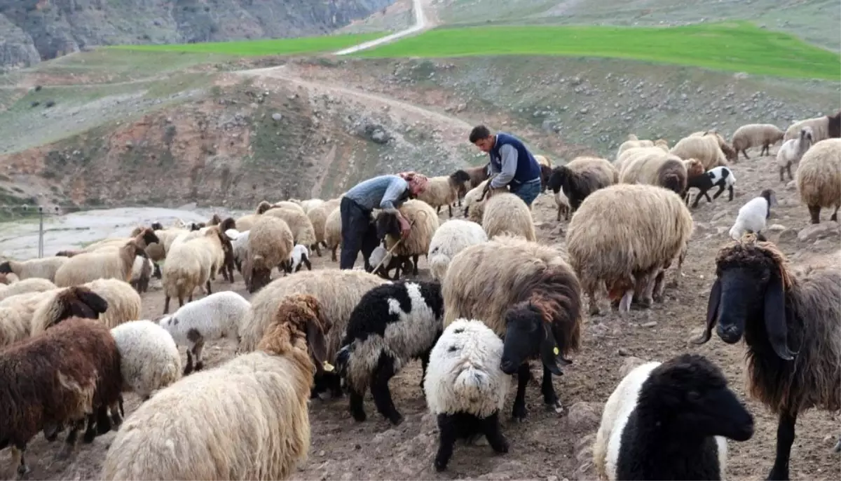 Göçerlerin zorlu yaşamı