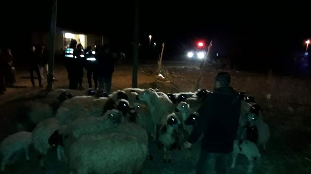 Konya\'da kayıp koyunları jandarma bulup sahibine teslim etti