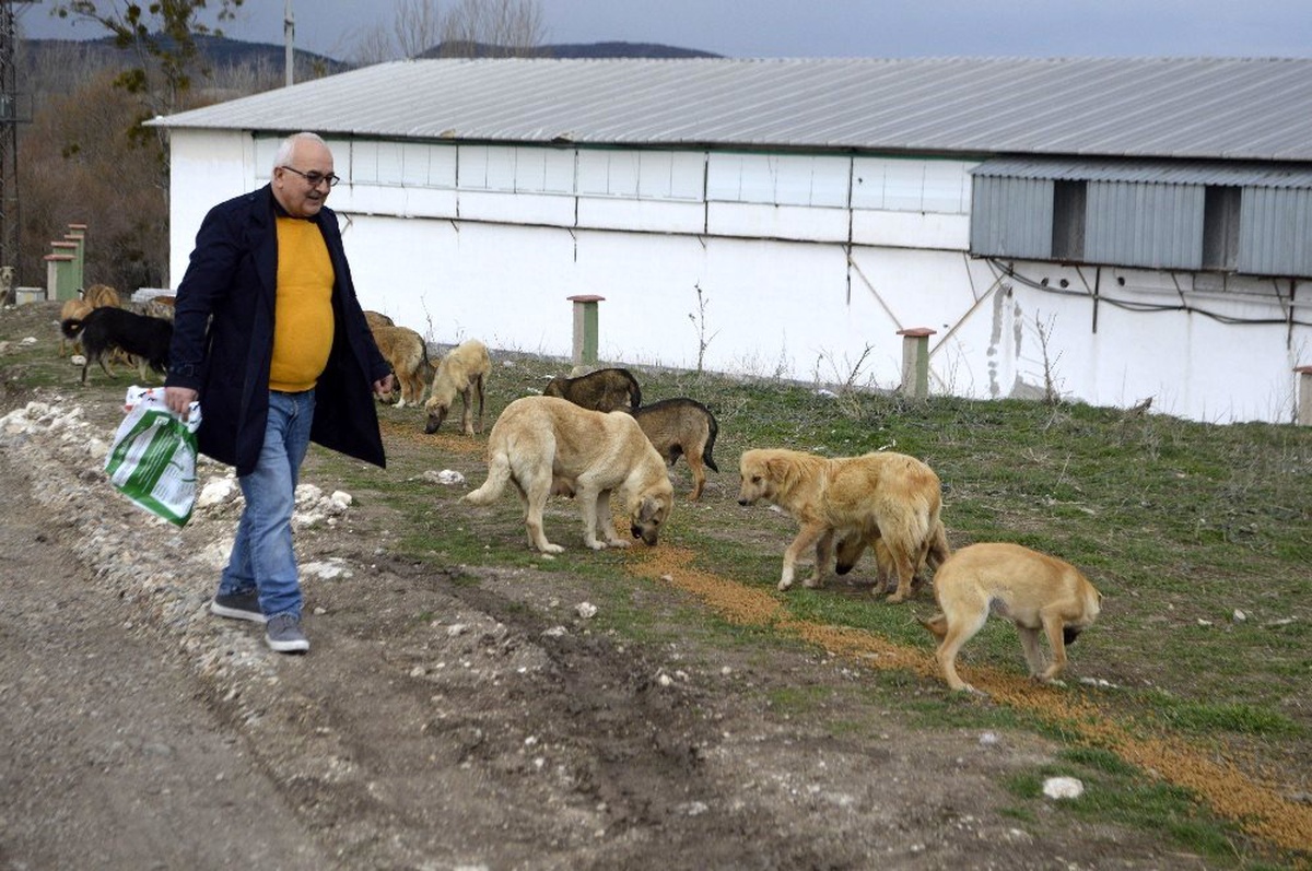 Tavşanlı\'da sokak köpeklerini kısırlaştırma alanı yapılıyor