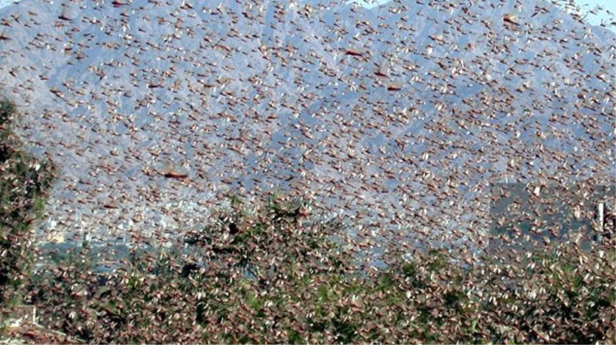 Afrika\'yı istila eden çekirge sürüsü, Türkiye sınırına dayandı