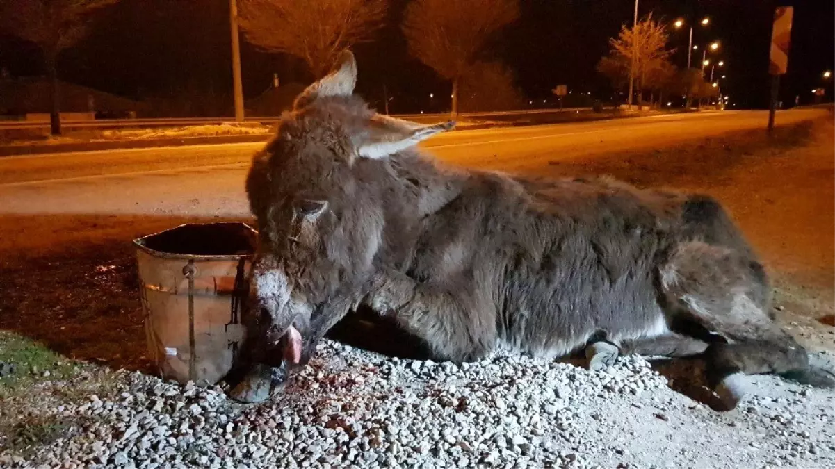 Aracıyla çarpıp kaçtığı eşeği ölüme terk etti