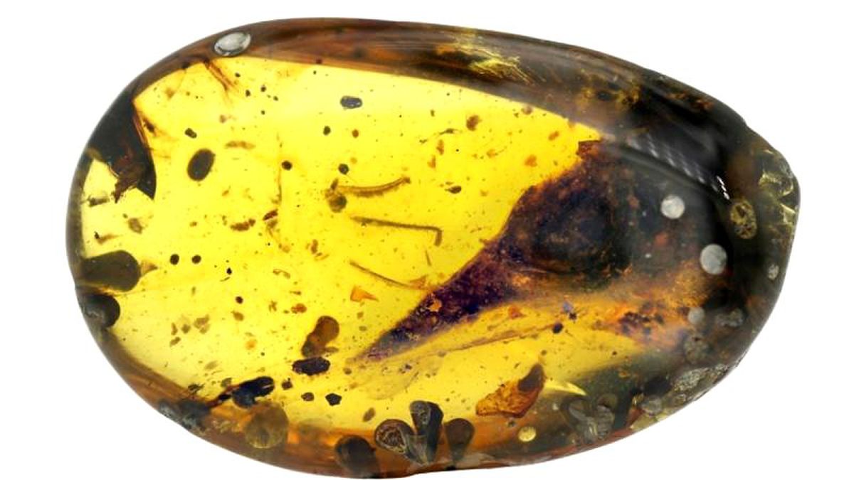 Bilim insanları bugüne kadar görülen en küçük dinozoru 100 milyon senelik kehribar içinde keşfetti