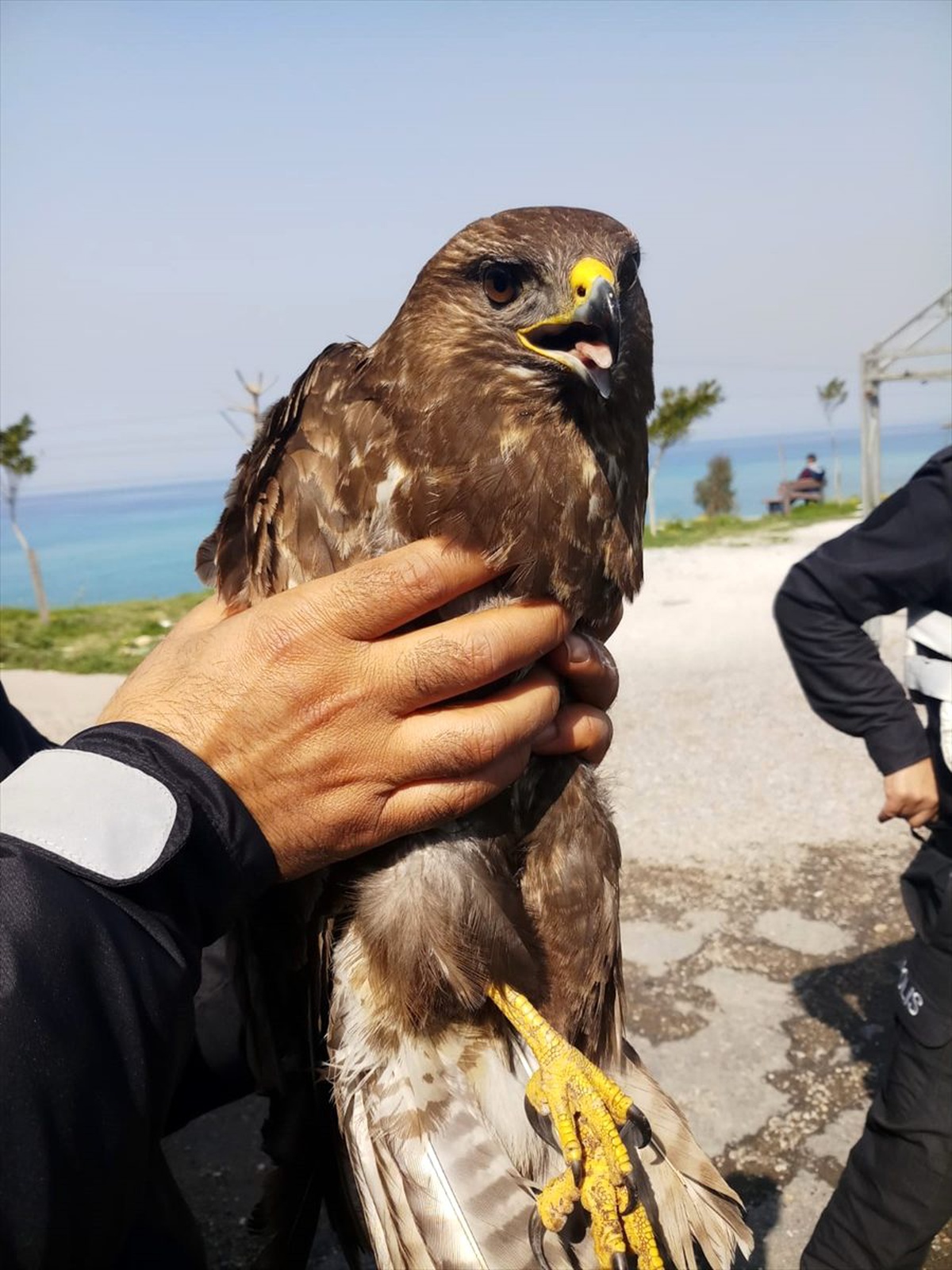 Hatay\'da otomobilin çarptığı yaralı şahin tedaviye alındı