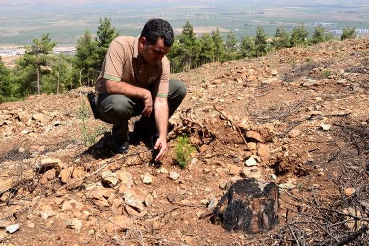 Hatay\'da yangında zarar gören orman arazileri ağaçlandırıldı