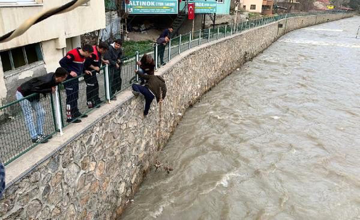 Irmakta mahsur kalan kedi, balıkçı kepçesiyle kurtarıldı