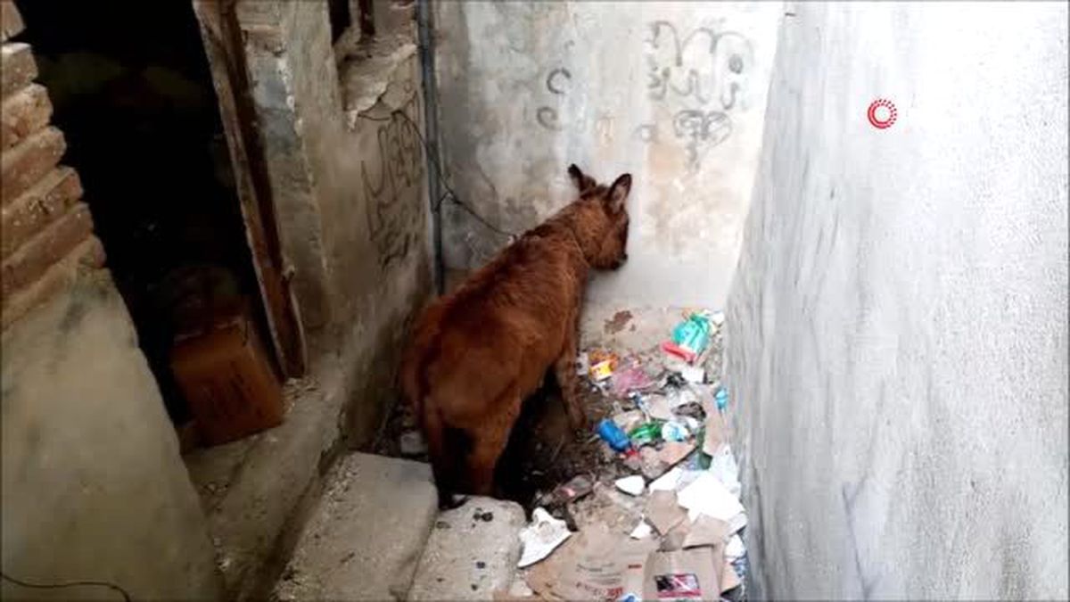 Malkara\'da metruk binada bağlı halde bulunan eşek kurtarıldı
