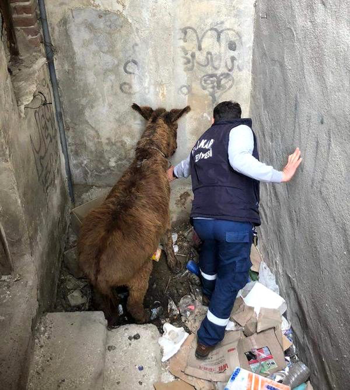 Metruk binada bağlı bırakılan eşek, kurtarıldı