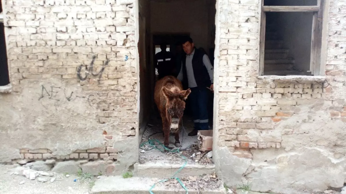 Metruk evde ölüme terk edilen eşeği belediye ekipleri kurtardı