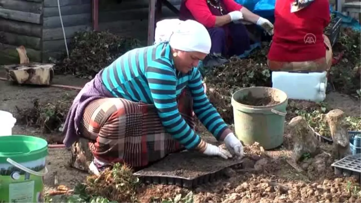 Ordu\'da sağlık hizmeti vatandaşın ayağına götürülüyor