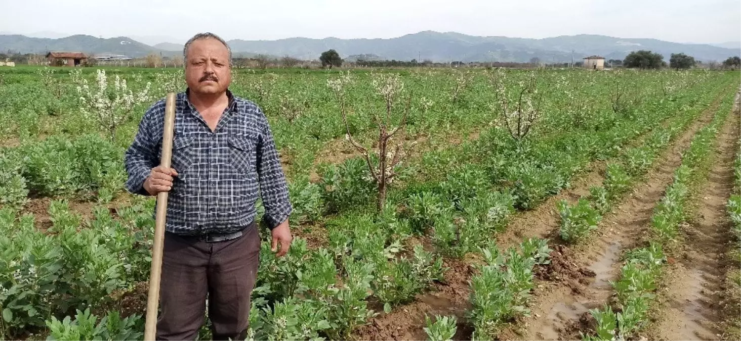 Taze baklanın hasadı gecikti, nisan ayında sofralarda