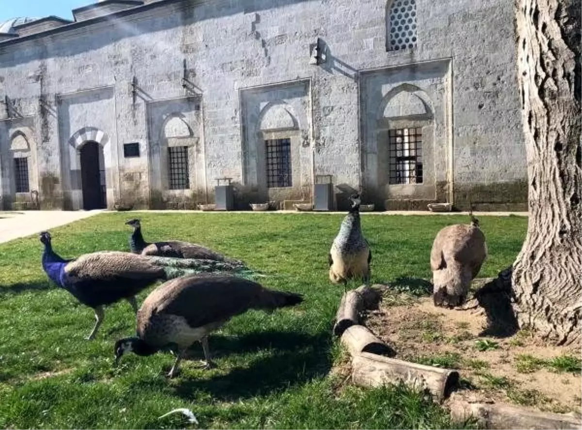 Yunan güvenlik güçlerinin gaz bombalarından etkilenen tavus kuşlarına koruma