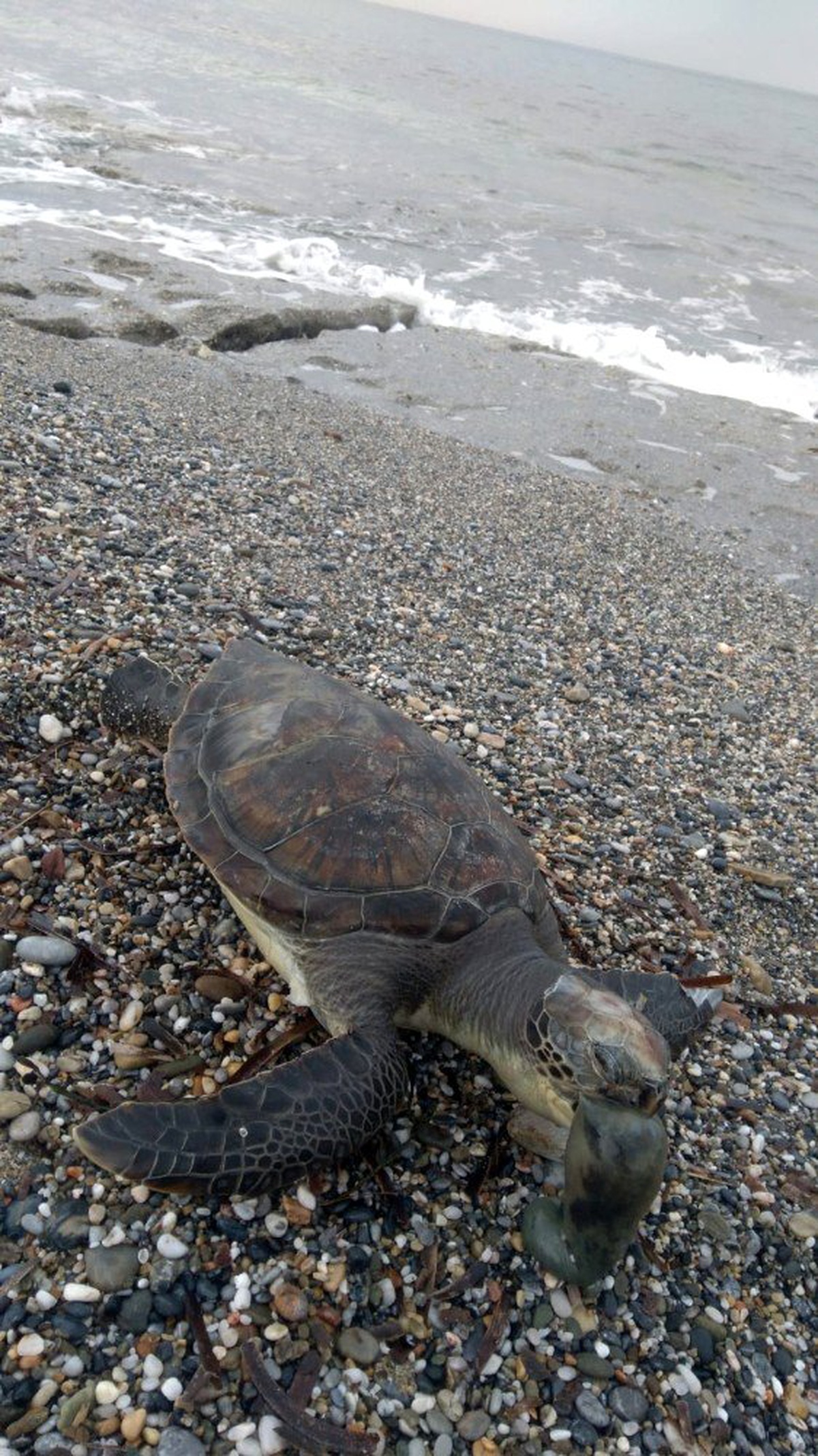 Antalya\'da caretta caretta ölüsü sahile vurdu