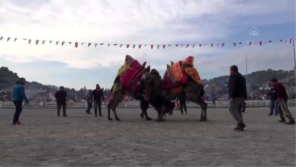 Ege, Akdeniz ve Marmara\'daki deve güreşi organizasyonları, iptal edildi