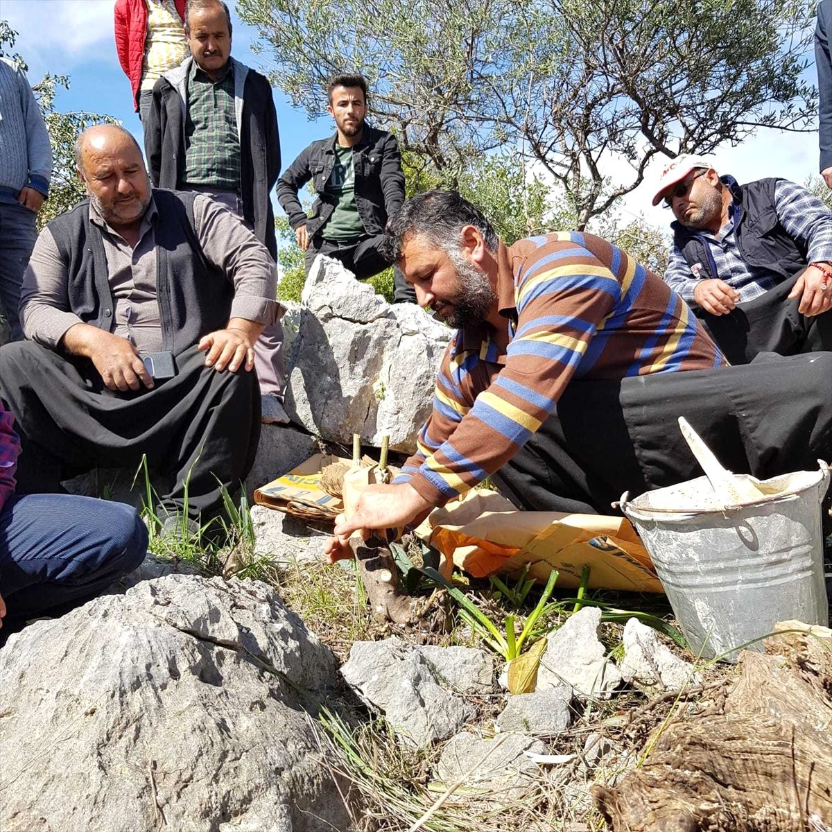 Erdemli\'de yabani zeytinler aşılanıyor