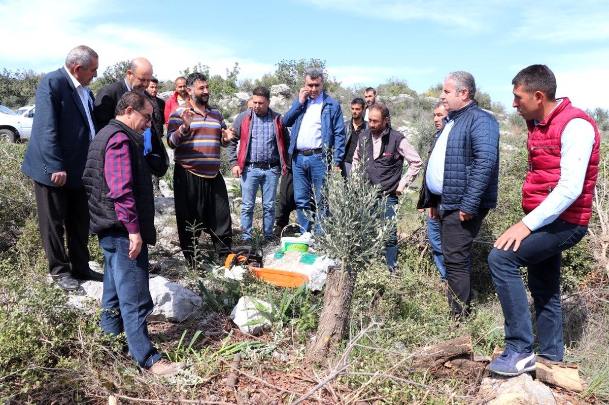 Erdemli\'de yabani zeytinler aşılanıyor