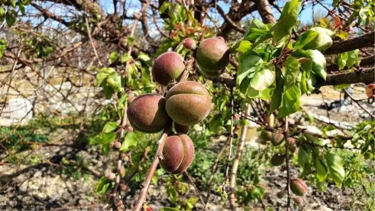 Silifke\'de kayısı ağaçları, meyve verdi