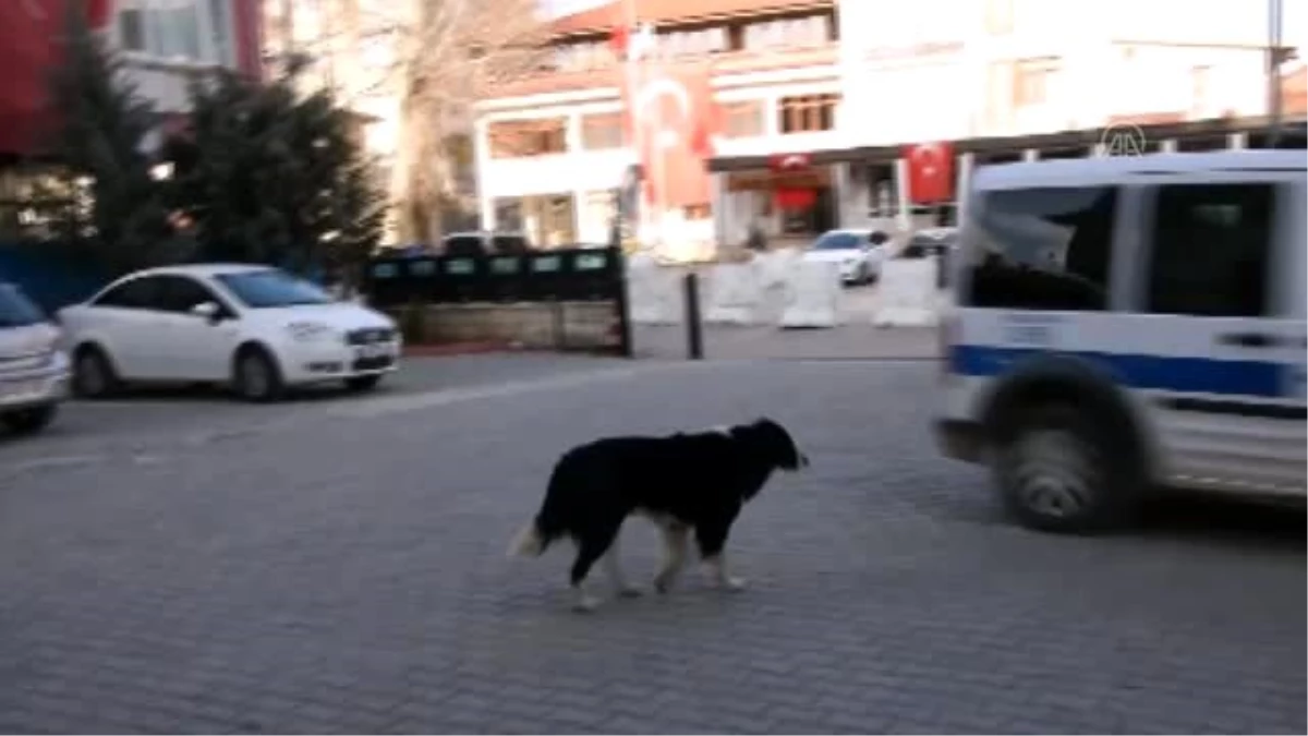 Sokak köpeği "Max" polislerin "mesai arkadaşı" oldu