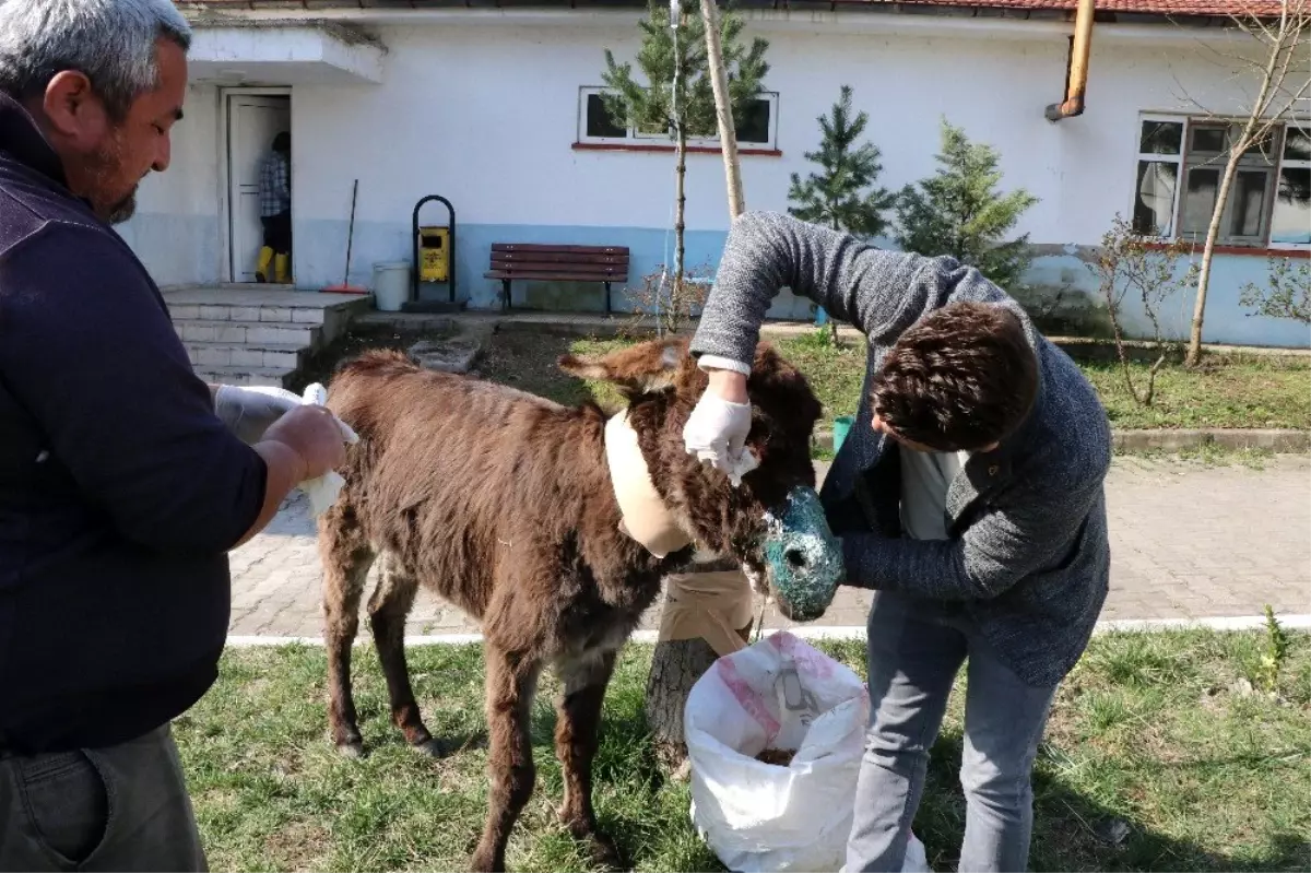 Sürücünün ölüme terk ettiği eşek tedavi altına alındı