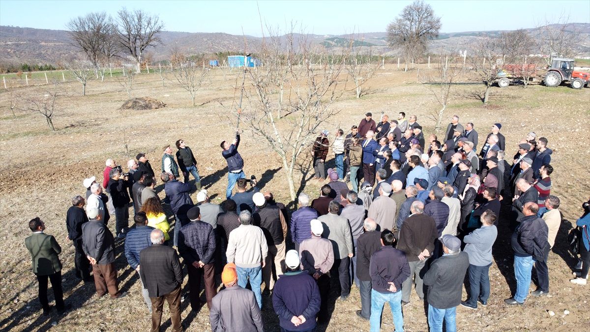 Vali Şentürk, ceviz fidanlarını budadı