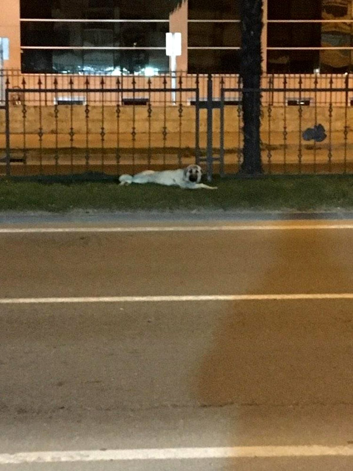 Yaralı köpeğe hızlı müdahale