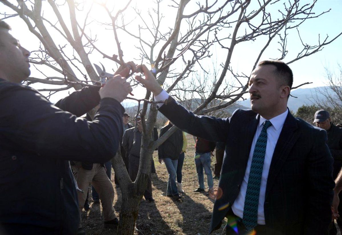 Bozüyük\'te \'Ceviz budama\' etkinliği düzenledi